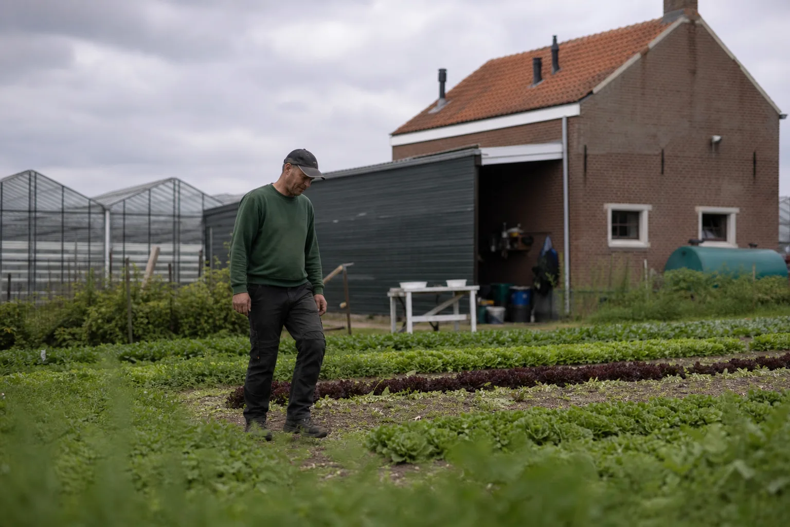 Werk op een Nederlands agrarisch bedrijf. Beeld bij het artikel: Wat moet je allemaal geregeld hebben als seizoensarbeiders op je eigen erf slapen?
