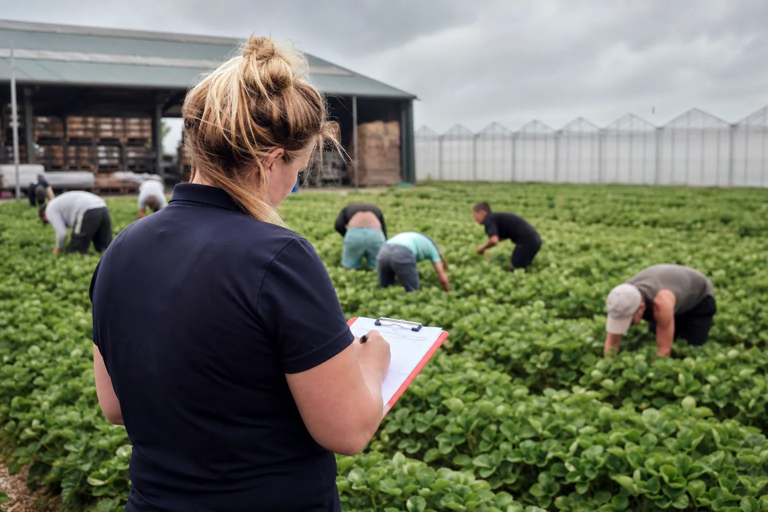 Werk op een Nederlands agrarisch bedrijf. Beeld bij het artikel: Wanneer regel je wat in een piekweek met tachtig plukkers op het veld?